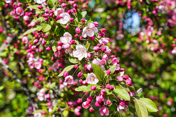 Crabapple blossoms and buds in shades of beautiful rosy pink at Ottawa's Dominion Arboretum Garden in Ottawa,Ontario,Canada