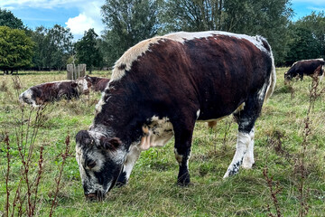Cows Grazing on Scenic Pastoral Land in the UK