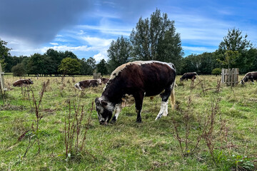 Cows Grazing on Scenic Pastoral Land in the UK