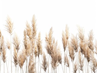 ears of wheat on a white background