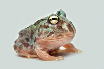 Ceratophrys or Pacman Frog is native to South America. 