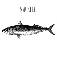 Mackerel, commercial sea fish. Engraving, hand-drawn sketch. Vintage style. Can be used to design menus, fish labels and price tags, presentation of seafood and canned seafood.