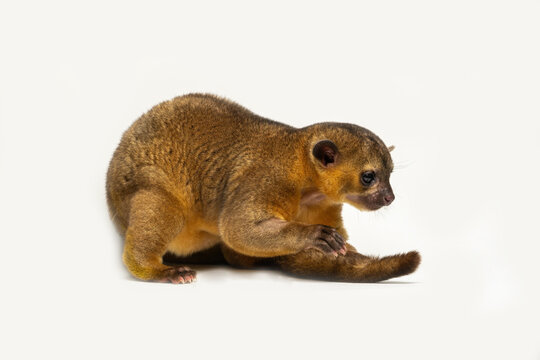 Kinkajou (Potos flavus) native to tropical rainforest of Central and South America.