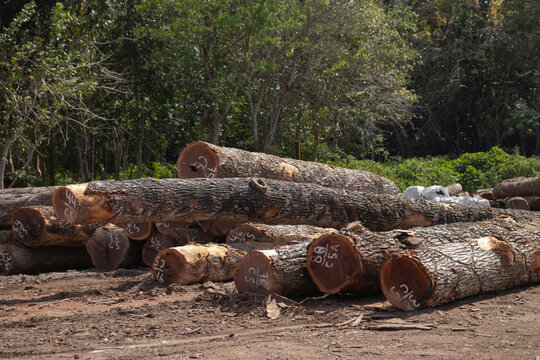 Apilamientos de madera en rollo de Manilkara zapota en México