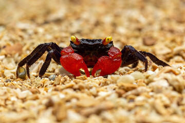 Geosesarma Hagen or Red Devil Crab is native to Java island, Indonesia.