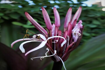 Asiatische Hakenlilie, tropische Orchidee im Garten