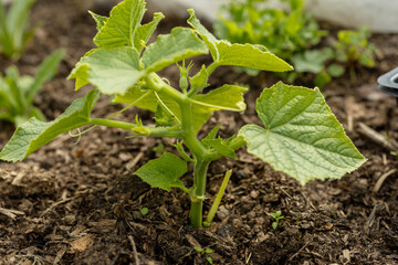 Young sprout new cucumber plant at soil
