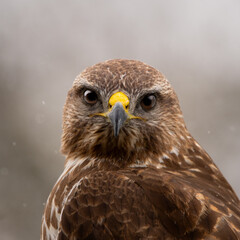 Wildlife