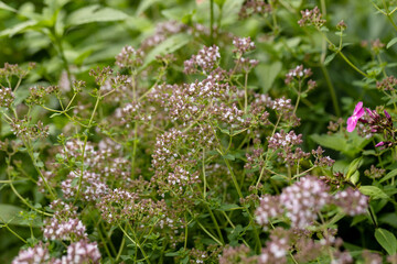 Close up view of pinc and lilac flowerheads of blooming oregano, origanum vulgare. Selected focus, blurred background.