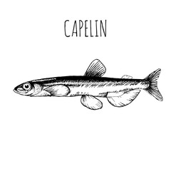 Capelin, commercial sea fish. Engraving, hand-drawn sketch. Vintage style. Can be used to design menus, fish labels and price tags, presentation of seafood and canned seafood.