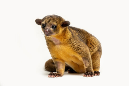 Kinkajou (Potos flavus) native to tropical rainforest of Central and South America.