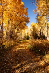 Golden path through towering trees