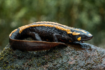 The Laos Warty Newt (Laotriton laoensis) or Laos Salamander is a species of salamander native to Laos, Southeast Asia.