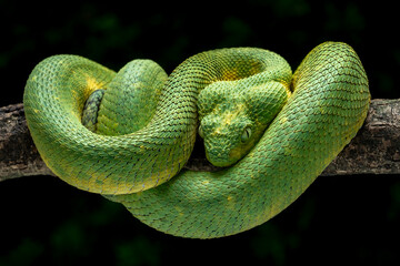 Western Bush Viper or West African Leaf Viper (Atheris clorechis), is a gorgeous viper from West Africa.