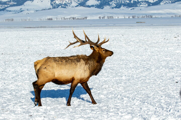 Bull Elk displays antlers in snow