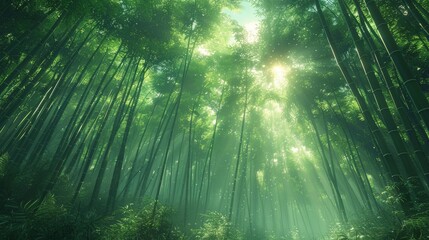 Forest of bamboo