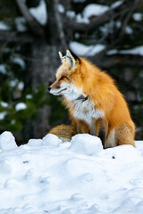 Red Fox sits in snow - profile