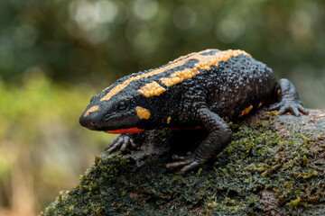The Laos Warty Newt (Laotriton laoensis) or Laos Salamander is a species of salamander native to...