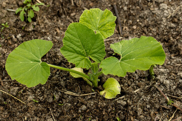 Young sprout of a new pumpkin plant on the soil