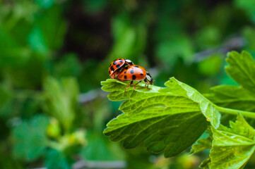 Ladybugs in love: an intimate moment on a leaf.