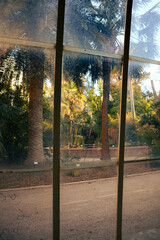 Plants through glass greenhouse. View of the garden with palm trees and fountains from the window.