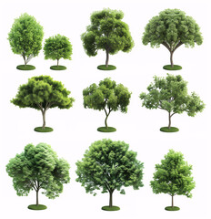 Isolated trees collection set on a white background
