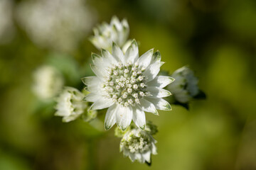 Greater Masterwort - Astrantia major var. involucrata 'Shaggy'