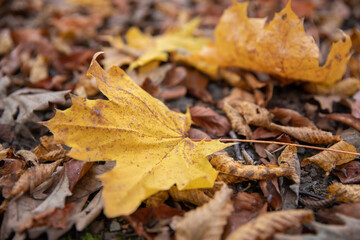 close-up of yellow dried leaves