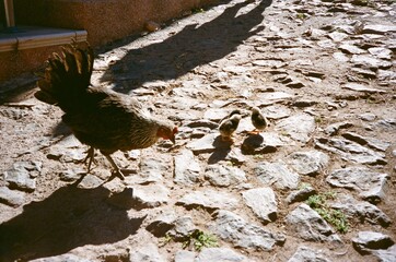 Agaete, Gran Canaria, Spain - film photography