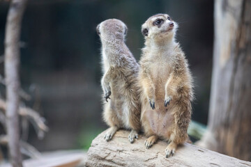 Meerkats