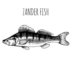 Zander, pikeperch, commercial sea fish. Engraving, hand-drawn sketch. Vintage style. Can be used to design menus, fish labels and price tags, presentation of seafood and canned seafood.