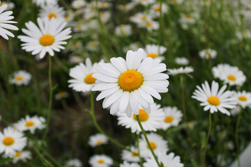 daisy flowers in nature. White and yellow daisies are the symbol of spring.