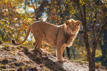 Young male barbary lion standing and looking into the camera. The barbary lion, also called the North African lion, Atlas lion and Egyptian lion, is now extinct in the wild. Colorful leaves background
