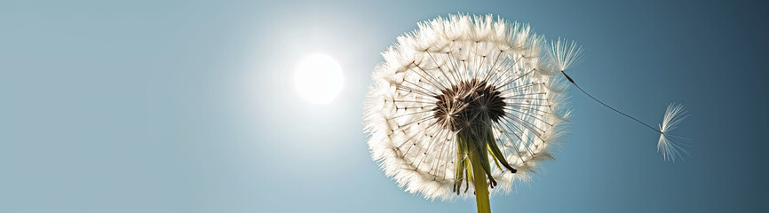 Whispers of nature: dandelion seeds take flight, casting wishes into the blue summer sky