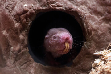 Naked mole rat