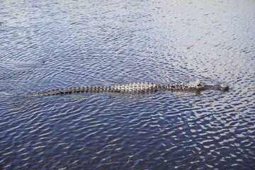 Alligator schwimmt im Wasser, Everglades, Florida