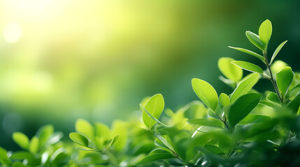 Fototapeta na wymiar green plant background
