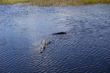 Alligator schwimmt im Wasser, Everglades, Florida