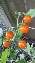 Cherry Tomatoes