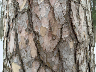 tree trunk, tree bark pattern