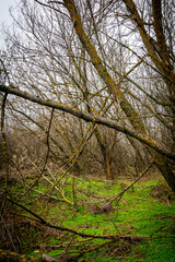 bare trees covered with moss in an autumn forest with green grass