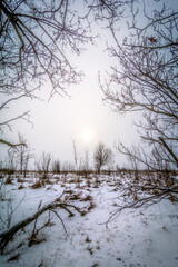 Naked Tree and Vacant Bushes on Snow, Amidst a Snow-Blanketed Field and Gray Sky, Encircled by Naked Tree Needles