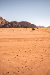 Fototapeta na wymiar Wadi Rum Desert, Jordan