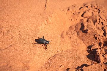 Wadi Rum Desert, Jordan