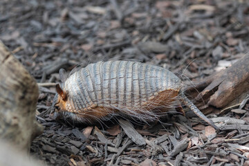 screaming hairy armadillo