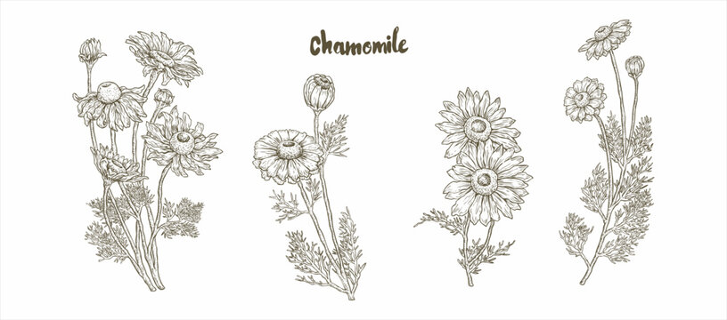 Chamomile vector wildflower image, Sketch of herbal sweetener substitute for tea. Vintage illustration. Hand drawn icon for label, poster, packaging design.