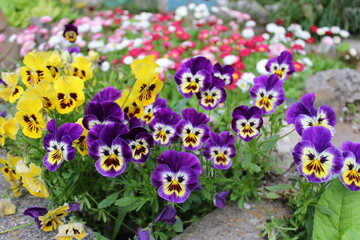 Viola tricolor is a common European wild flower, growing as an annual or short lived perennial.