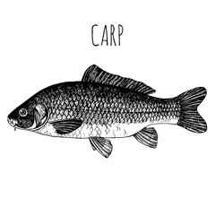 Carp, commercial sea fish. Engraving, hand-drawn sketch. Vintage style. Can be used to design menus, fish labels and price tags, presentation of seafood and canned seafood.