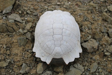 Turtle fossil. Dead and bleached turtle skeleton.