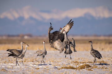 Adult Sandhill Cranes - grus canadensis - performing courting dance during spring migration Monte...